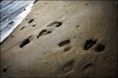 /album/galerie-photos/pas-sur-le-sable-jpg/
